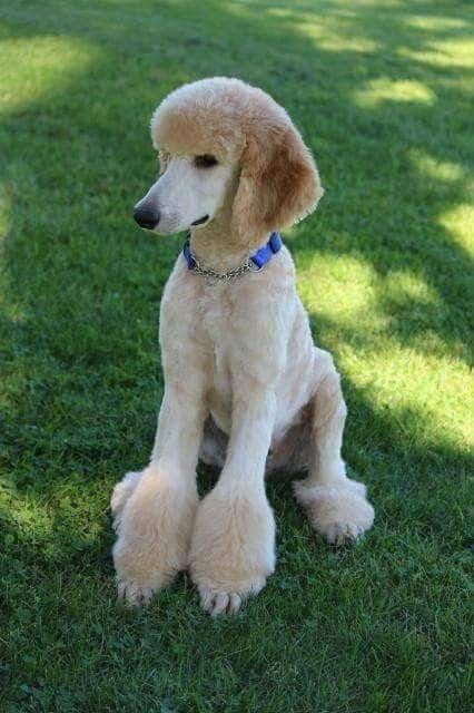 40 Poodle Haircuts You'll Definitely Love - HairstyleCamp Standard Poodle Haircuts, Anjing Poodle, Poodle Haircut, Poodle Cuts, Puppy Obedience Training, Positive Dog Training, Easiest Dogs To Train, Poodle Grooming, Dog Haircuts