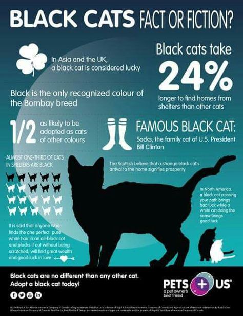 Black cat trivia Cat Owner Tips, Cat Infographic, Cats Facts, Laser Eyes, Cat Health Problems, Puppy Obedience Training, Sick Cat, Cat Tips, Cat Allergies