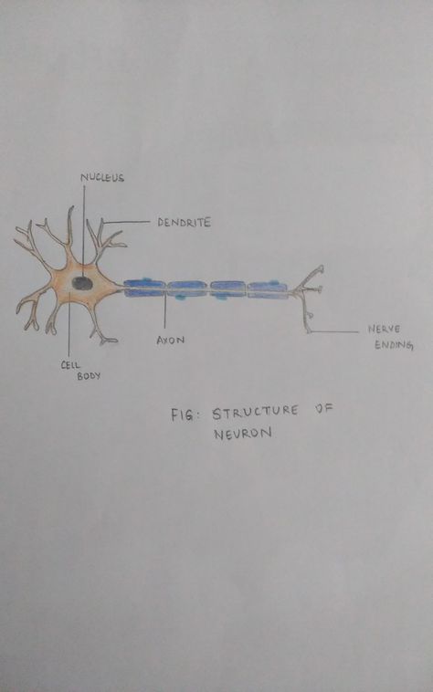 #science #drawing #diagram #neuron #deekshajagadeesh #class10 #notes #projects Class10 Notes, Structure Of Neuron, Neuron Diagram, Science Drawing, Class 9, Class 10, Study Tips, Science, Quick Saves