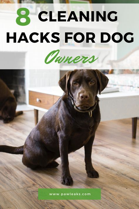 Clean House With Dogs, Dogs Hacks, Stuffing Ideas, Puppy Gear, Dog Pee Smell, Kong Stuffing, Kong Recipes, Dog Owner Tips, Best Cleaning Hacks