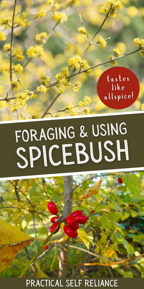 Foraging & Using Spicebush: Spring Foraging Edible Plants - If you're a fan of allspice, then spicebush is a must-try! Spicebush (Lindera benzoin) is a plant native to North America and is packed with flavor that tastes just like allspice — making it a great addition to any dish. Not only is it tasty, but it's also relatively easy to forage for and use, even for beginners. With its bright yellow-green leaves, spicebush is a great spring foraging edible that is not to be missed! Spicebush Recipes, Medicinal Weeds, Medicinal Wild Plants, Chicken Of The Woods, Wild Foraging, Wild Food Foraging, Foraging Recipes, Healthy Herbs, Edible Wild Plants