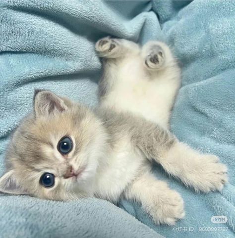 Gato Munchkin, Munchkin Cat, Cats Photos, Image Chat, Cute Little Kittens, Silly Cats Pictures, Cute Cats Photos, Baby Kittens