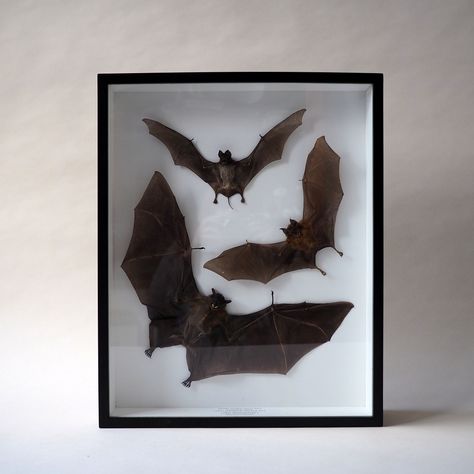 Taxidermy bats Bat Taxidermy Display, Spooky Diorama, Bat Taxidermy, Taxidermy Bat, Vampire House, Goth Room, Taxidermy Display, Craft Halloween, Bat Wall