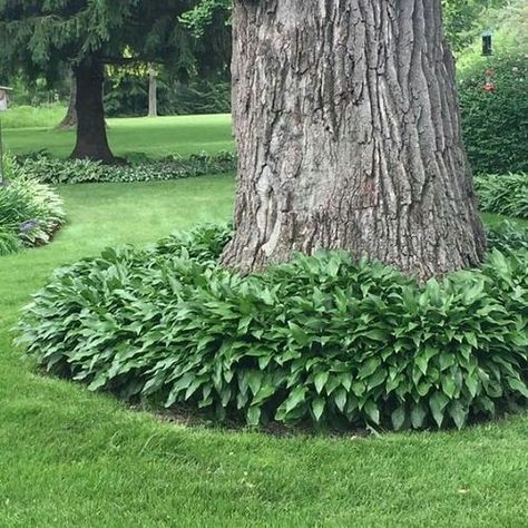 Hosta Under Tree, Plants Under Trees Ideas, Garden Ideas Under Trees, Oak Trees Landscaping, Small Flowering Plants, Shade Landscaping, Under The Oak Tree, Trees For Front Yard, Plants Under Trees