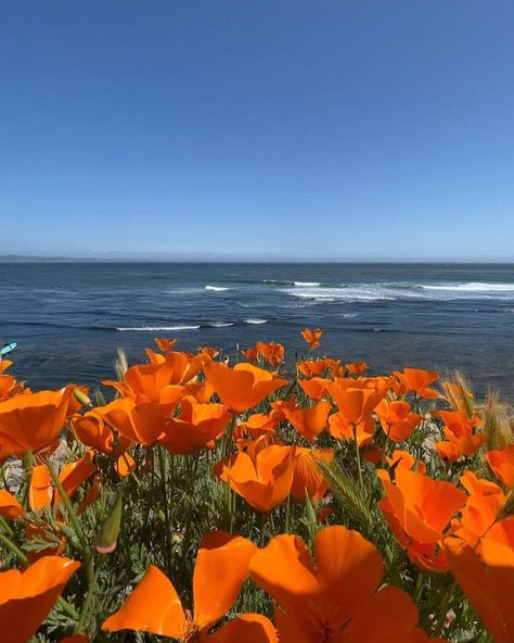 Santa Cruz, California Santa Cruz Aesthetic, Wild Poppies, Santa Cruz California, Summer Escape, Love Aesthetic, California Photography, California Love, Beautiful Mess, Pretty Places