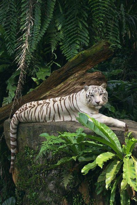 Rainforest Animals, Tiger Pictures, Majestic Animals, White Tiger, Animal Photo, Nature Animals, Beautiful Cats, 귀여운 동물, Big Cats