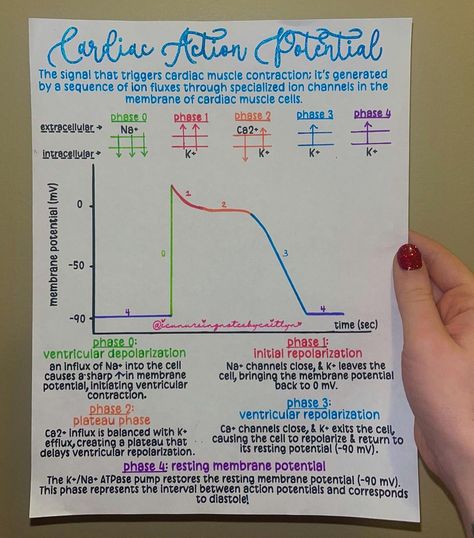 Caitlyn Nichols | BSN, RN, CCRN-CMC | Can’t talk about how antiarrhythmics work without talking about the physiology of cardiac action potentials! 🫀🤓⚡️ Lol I feel like this is o… | Instagram Paramedic Study, Cardiac Muscle Cell, Action Potential, Nurse Things, Cardiac Nursing, Study Flashcards, Med Tech, Biology Notes, Scrub Life