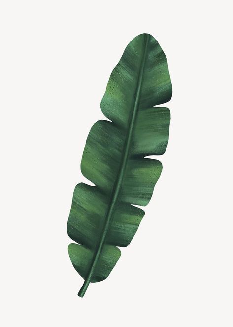 Banana leaf collage element, botanical illustration | premium image by rawpixel.com / Aum Daun Pisang Aesthetic, Banana Leaves Illustration, Banana Leaves Drawing, Banana Leaf Drawing, Banana Leaf Illustration, Tropical Leaves Illustration, Banana Leaf Pattern, Holiday Balloons, Leaf Collage