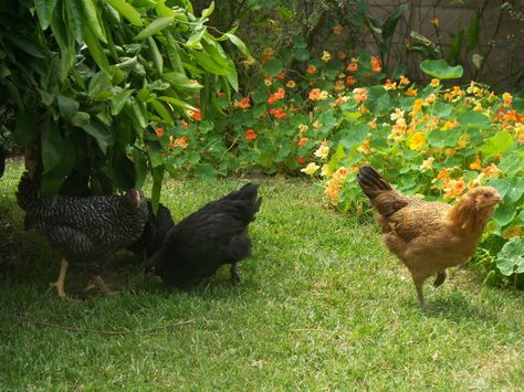 a list of backyard chicken resistant plants. lavender, etc. for bed borders Fantasy Country, Garden Critters, Start Gardening, Pen Designs, Chicken Dance, Tire Art, Homestead Life, Chicken Ideas, Chicken Eating