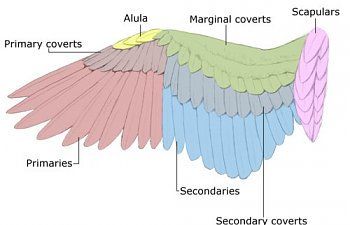 Feather Anatomy, Wing Anatomy, Owl Wings, Wings Drawing, Animal Study, Wings Art, Bird Wings, Great Horned Owl, Colorful Feathers