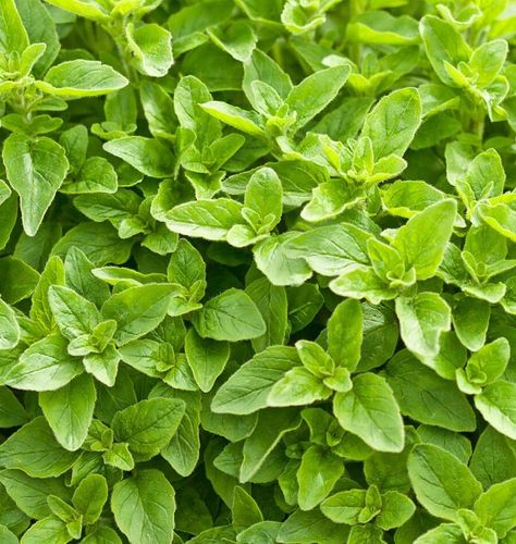 Simply the best of the many varieties of oregano for cooking. This herb dries well, and retains its strong flavour and aroma if stored correctly. It also flourishes in containers. Follow the handy How to Grow Oregano from seeds Guide below and grow some great flavour.LatinOriganum vulgare subsp. hirtum ‘Greek’Family: LamiaceaeDifficultyEasySeason & ZoneSeason: Warm seasonExposure: Full sunZone: Hardy to Zone 5TimingStart indoors in plug trays from February to April. Starting indoors i Grow Oregano, Greek Oregano, Patio Herb Garden, Sweet Marjoram, The Tiny Seed, Seed Starting Mix, Oregano Leaves, Tiny White Flowers, Dry Leaf