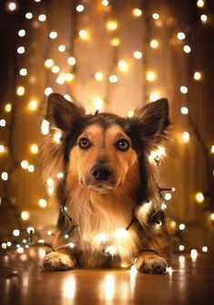 Cute Puppy String Lights Christmas Dog Photography, Dog Christmas Photos, Dog Christmas Pictures, Animal Photoshoot, Puppy Photography, Dog Photoshoot, Foto Tips, Puppy Photos, Christmas Photography