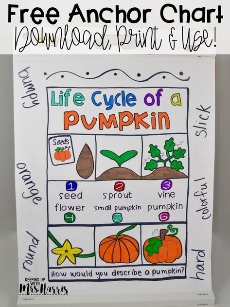 pumpkin anchor chart - fall anchor chart - fall freebies - free fall activities - fall lessons - fall activities for the classroom Life Cycle Of A Pumpkin Anchor Chart, Pumpkin Anchor Chart, Free Fall Activities, Pumpkin Lessons, Pumpkins Preschool, Pumpkin Unit, Autumn Teaching Ideas, Kindergarten Anchor Charts, Science Anchor Charts