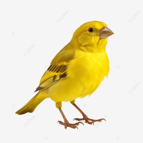 canary bird full body pet bird full body yellow png Birds Png, Yellow Parrot, Yellow Png, Bird Png, Yellow Canary, Canary Birds, Yellow Birds, White Bg, Collage Pics