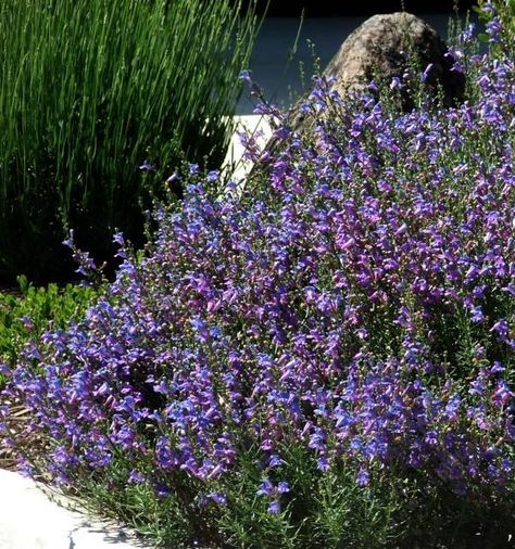 Ceanothus Skylark, California Lilac, California Native Garden, Habitat Garden, Native Gardens, California Native Plants, Plant Zones, Native Plant Gardening, Plants Ideas