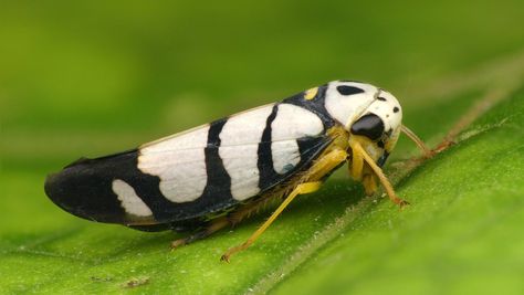 Leafhopper, Cool Bugs, Beautiful Bugs, Arachnids, Beautiful Butterflies, Ecuador, Moth, Bugs, Insects