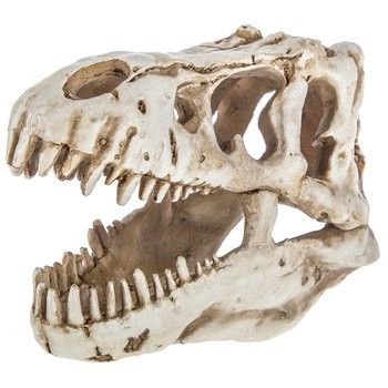 Dino Skull, Dinosaur Kids Room, Dinosaur Skull, Dinosaur Room Decor, Dinosaur Bedroom, Dinosaur Room, Dinosaur Nursery, Dinosaur Decor, Boys Bedroom Decor