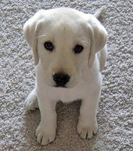 Things we all love about the Outgoing Lab Dog #labradoritependant #labradorelove #LabradorPuppies Perros Golden Retriever, Labrador Noir, Labrador Retriever Puppies, Lab Puppies, Labrador Puppy, Labrador Retriever Dog, Cute Puppy, Puppy Pictures, Retriever Dog