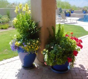 Arizona Plants For Pots, Low Desert Gardening, Arizona Potted Plants, Arizona Planter Ideas, Desert Potted Plants Patio, Desert Container Gardening, Arizona Outdoor Potted Plants, Desert Plants In Pots, Desert Potted Plants