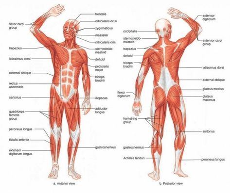 Human Muscle Diagram Labeled Muscular System Labeled, Skeletal Muscle Anatomy, Human Body Muscles, Muscular System Anatomy, Human Muscular System, The Muscular System, Muscle Diagram, Human Muscle Anatomy, Muscle System