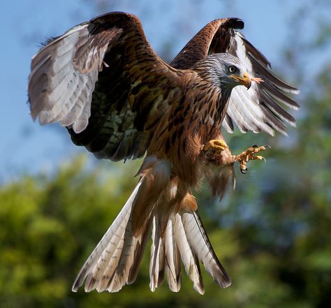 Red Kite Attack | by markrbrooksphotos Bird Attacking, Red Kite Bird, Kite Bird, Red Kite Tattoo, Kite Tattoo, Bird Attack, Weird Birds, Red Kite, Eagle Images