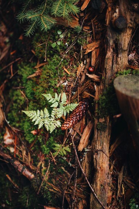 Cedar Forest Aesthetic, Woodland Astethic, Petra Core Aesthetic, Green Witch Aesthetic, Amazing Places To Visit, Forest Core, Lake George Ny, Forest Floor, Forest Photography