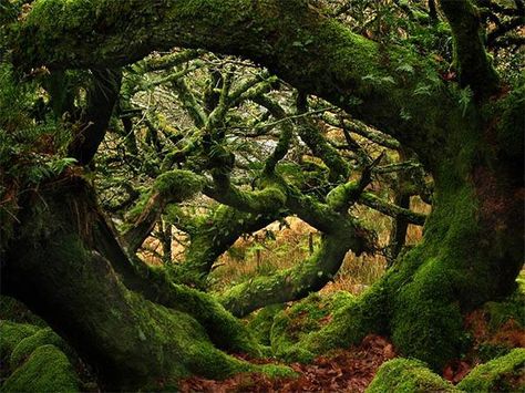 Wistman’s Wood Mermaid Paintings, Moss Covered, Magic Forest, Old Trees, Queenstown, Stonehenge, English Countryside, Magical Places, Enchanted Forest