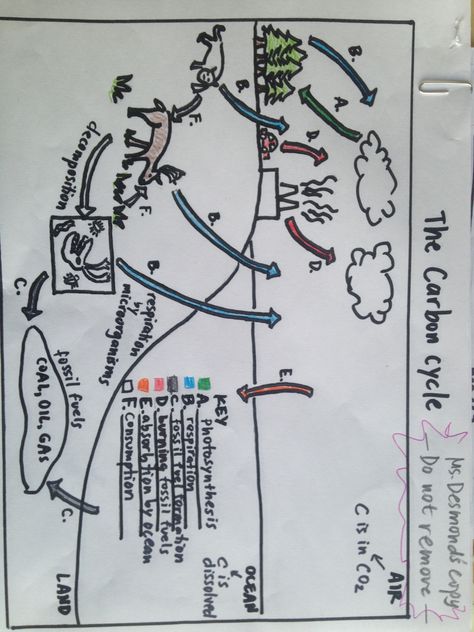 Carbon Cycle Diagram, Biogeochemical Cycles, Environmental Science Lessons, The Carbon Cycle, Photosynthesis Worksheet, Cycle Poster, Bio Notes, Science Lessons Middle School, Nutrient Cycle