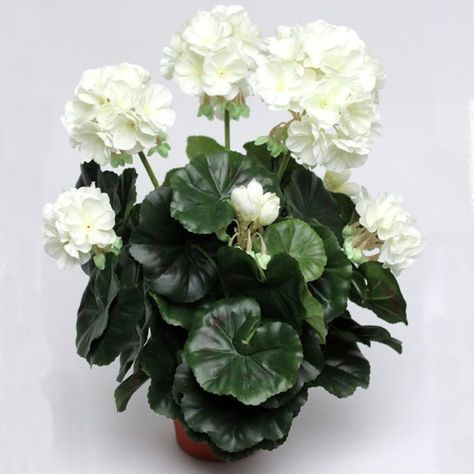 Geranium Flower, Topiaries, Geraniums, The Collection, Provence, The White, Flower Arrangements, Floral Wreath, Plants