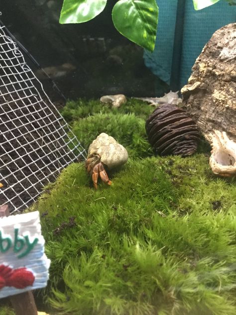 Crabitat Ideas, Hermit House, Hermit Crab Cage, Crab Ideas, Hermit Crab Homes, Crab Habitat, Pet Rooms, Hermit Crab Habitat, Crab Tank