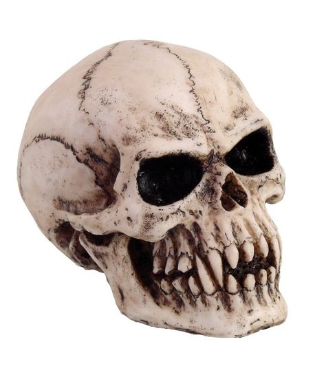 Vampire Skull, Vampire Pictures, Vampire Teeth, Wiccan Altar, Head Statue, Witchcraft Supplies, Swords Medieval, Medieval Clothing, Skull Head