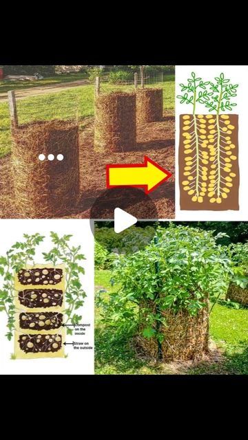 Potato Farming, Potato Garden, Potato Tower, Natural Farming, Travel Tree, Veg Garden, A Potato, Organic Farming, No Cook Meals