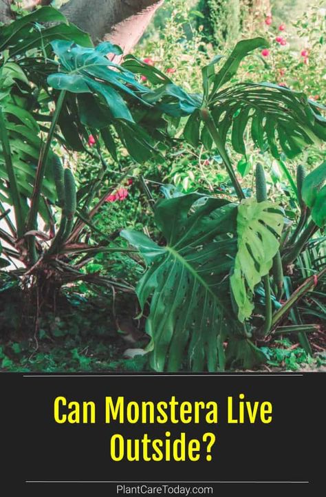 Monstera plants are easy-to-grow philodendron like plants that thrives outdoors once established. Learn how to grow and care for your Monstera plant outdoors. Monstera Plant Outdoor Garden, Monstera Outdoors, Monstera Plant Outdoor, Outdoor Monstera, Monstera Plant Care, Understory Plants, Monstera Obliqua, Monstera Plants, Houseplant Care