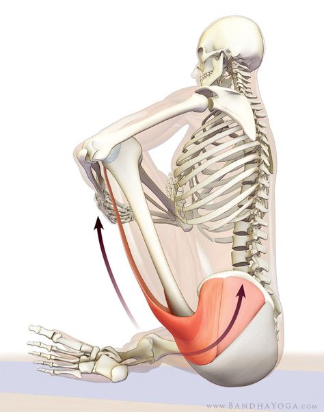 tensor fascia lata and gluteus medius in cradle stretch Fascia Lata, Sport Food, Yoga Anatomy, Hip Flexor Stretch, Lotus Pose, Partner Yoga, Yoga Posen, Sciatica Pain, Sciatic Nerve