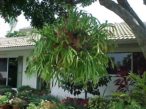 round mounted staghorn fern - Google Search Plants Grown In Water, Hanging Plants Diy, Florida Landscaping, Florida Plants, Florida Gardening, Staghorn Fern, Trendy Plants, Banana Plants, Fern Plant