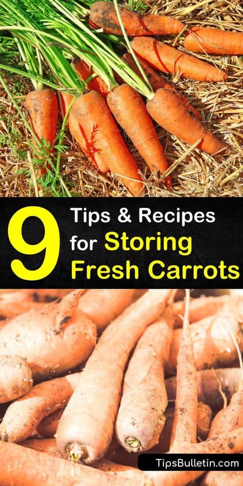 How To Preserve Carrots In Fridge, Best Way To Store Carrots In The Fridge, Store Carrots In Fridge, Preserving Carrots, Can Carrots, Carrot Storage, Freezing Carrots, Canning Carrots, How To Store Carrots