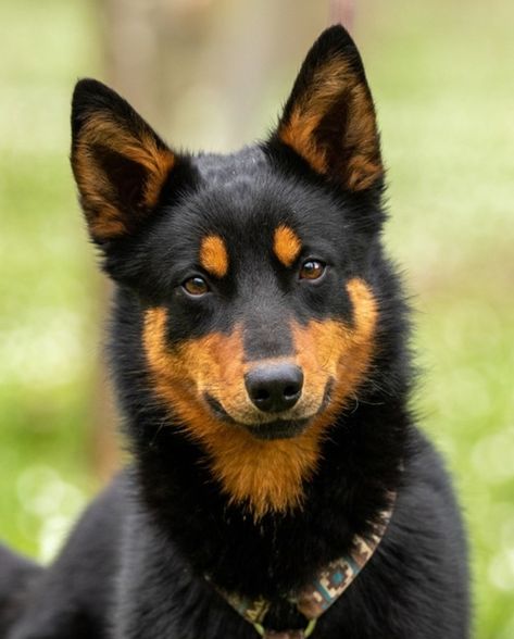 Red Kelpie Dog, Black Kelpie Dog, Australian Shepherd Border Collie Cross, Australian Kelpie Dog, Blue Heeler German Shepherd Mix Dogs, Black Wolf Dog Hybrid, Australian Kelpie, Every Dog Breed, Beautiful Dog Breeds