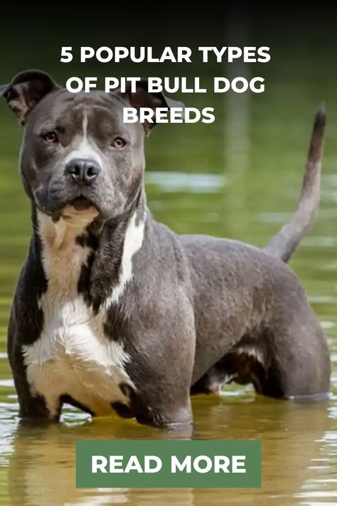 However, people tend to discriminate against pit bull dog breeds. This article discusses the types of pit bull dog breeds extensively. Pitbull Mix Breeds, Pitbull Types, Pit Dog, Pitt Bull, Bulldog Breeds, American Pitbull, Bully Dog, Pit Bull Love, Staffordshire Bull Terrier