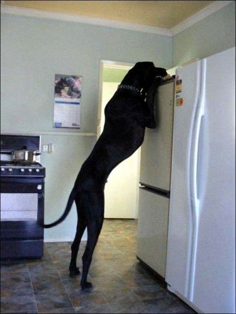 15 Pictures That Only Great Dane Lovers Will Understand | PetPress Pet Anime, Big Dog Breeds, Huge Dogs, Dane Dog, Giant Dogs, Labrador Retriever Puppies, Yorkshire Terrier Puppies, Large Dog Breeds, Great Dane