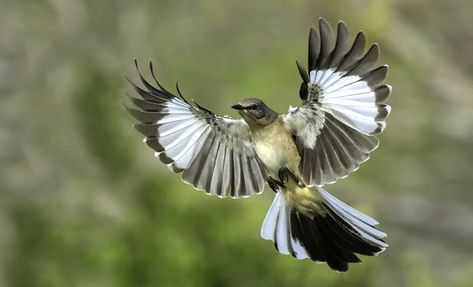 Spiritual and Symbolic Meaning of Mockingbirds - Whats-Your-Sign.com Mockingbird Spiritual Meaning, Mockingbird Tattoo Meaning, Mockingbird Tattoo Men, Mockingbird Meaning, Mockingbird Tattoo, Siren Song, Animal Guides, To Kill A Mockingbird, Spiritual Meaning