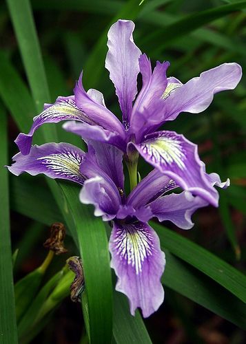 Wild Iris<3 Wild Iris, Purple Garden, Purple Iris, Iris Flowers, All Things Purple, Favorite Flowers, Irises, Exotic Flowers, Flower Beauty