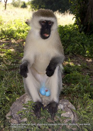 Blue ball monkey, isn't it pretty ! | Flickr - Photo Sharing! Types Of Monkeys, Vervet Monkey, Funny Horse Pictures, Monkey Pictures, Pet Monkey, Blue Ball, Lovely Creatures, Funny Horse, Rare Animals