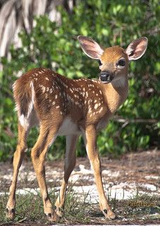 Key Deer, Regnul Animal, Deer Photos, Deer Pictures, Whitetail Deer, Baby Deer, Sweet Animals, Forest Animals, Animal Photo