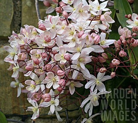 Clematis Care, Clematis Trellis, Clematis Armandii, Clematis Varieties, Climbing Clematis, Clematis Plants, A T, Clematis Vine, Companion Plants