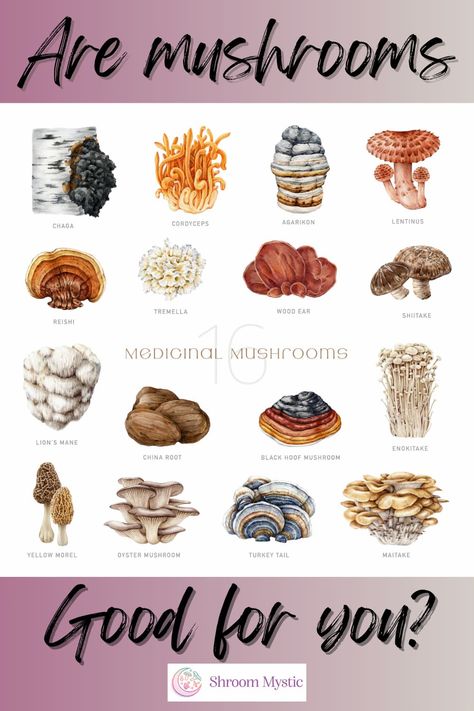 microdosing mushrooms, gourmet mushrooms, benefits of medicinal mushrooms. Mushrooms Benefits, Microdosing Mushrooms, Earthy Luxury, Gourmet Mushrooms, Herbal Living, Benefits Of Mushrooms, Health Benefits Of Mushrooms, Growing Mushrooms At Home, Mushroom Benefits