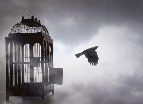 Free Bird . Rainer Maria Rilke, Australian Photographers, Bird Cages, Birds Flying, Break Free, Bob Marley, Photo Frame, Photo Printing, Fine Art Prints