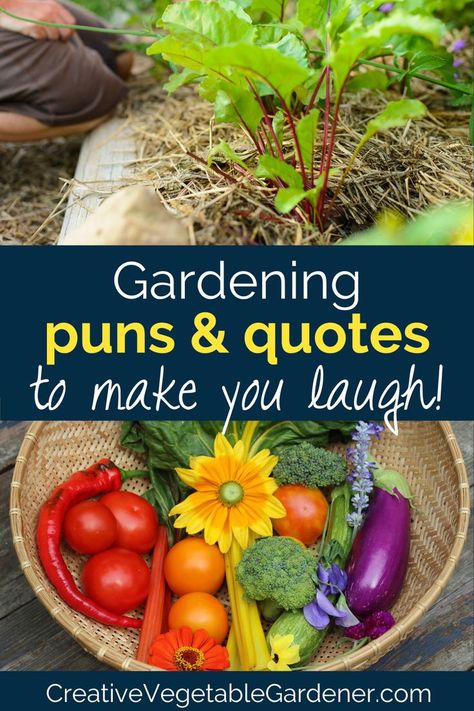 Gardening can be challenging. Here are some gardening puns and gardening quotes to keep you healthy and spiritually fulfilled. Vegetable Quotes, Veggie Quotes, Vegetables Quote, Gardening Quotes Inspirational, Garden Club Ideas, Garden Puns, Vegetable Puns, Puns Quotes, Vegtable Garden