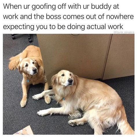 Dog Quotes Funny, Funny Dog Memes, Dog Funny, Funny Cats And Dogs, Work Memes, Memes Humor, Funny Animal Memes, Work Humor, Dog Dog