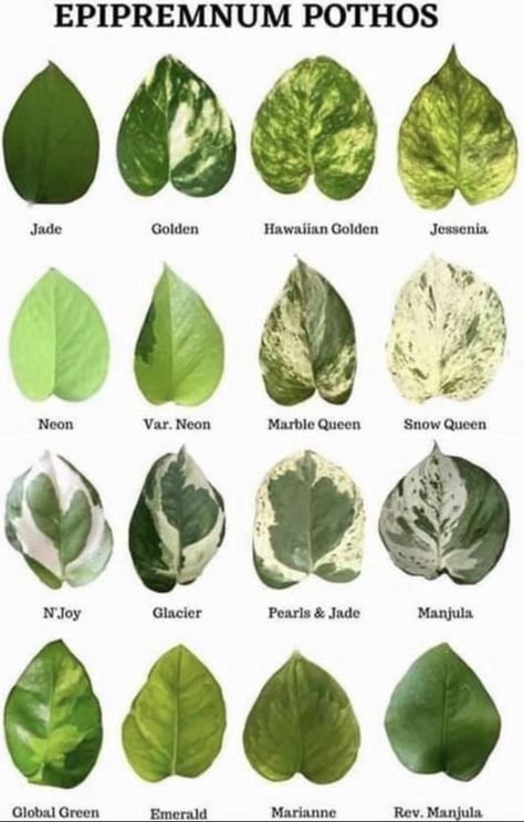 Indoor Plants Philodendron, Green Thumb Aesthetic, Pretty Plants Houseplants, Vining Plants Indoor Ideas, Epipremnum Varieties, Pothos Climbing Ideas, Plant Leaf Identification, Pothos Plant Care, Tanaman Air