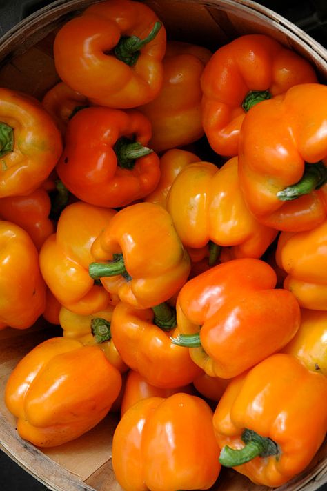 Orange Peppers Rainbow Nature, Eat Enough, Orange Peppers, Food Instagram, Yellow Pepper, Hanging Photos, Instagram Food, Cottage Kitchen, Orange And Yellow